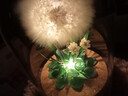 蒲公英永生干花束小夜燈送女朋友生日禮物同學(xué)閨蜜桌面母親教師節 漸變綠色-蒲公英【禮盒裝】 曬單實(shí)拍圖