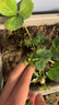 特級奶油草莓苗盆栽帶土種籽子紅顏四季結果陽(yáng)臺種植新苗苗秧 主推款【奶油】草莓3盆 曬單實(shí)拍圖