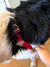TRUELOVE寵物狗狗胸背帶背心式反光舒適牽引遛狗繩子小型大狗鏈 黑紅L號 曬單實(shí)拍圖