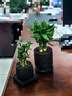 文昌竹帶根觀(guān)音竹荷花竹培植物書(shū)桌讀書(shū)凈化空氣辦公室水養富貴竹 4支文昌竹+靜心盆+陶粒+方底座 曬單實(shí)拍圖