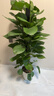 愛(ài)優(yōu)尚大葉綠蘿柱盆栽客廳大型綠植辦公室內除甲醛凈化空氣綠籮源頭直發(fā) 曬單實(shí)拍圖