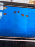 觀(guān)賞魚(yú)活物熱帶魚(yú)發(fā)財魚(yú)鸚鵡魚(yú)起頭中大型魚(yú)活體寵物魚(yú) 3A級精品元寶*3條 8-10cm（發(fā)順豐） 曬單實(shí)拍圖