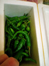 郁州香果湖南樟樹(shù)新鮮小辣椒10斤正宗應當季原產(chǎn)地蔬菜青港椒薄皮岳陽(yáng)順豐 500g【B款】順豐京東發(fā)貨 曬單實(shí)拍圖