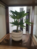 赟婭仿真綠植假花擺件龜背葉小盆栽桌面客廳辦公室前臺植物裝飾品禮物 圈圈花瓶+發(fā)財樹(shù) 曬單實(shí)拍圖