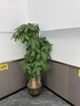 卉優(yōu)步步高發(fā)財樹(shù)大葉綠蘿龍血樹(shù)盆栽客廳辦公室內開(kāi)業(yè)喬遷大型綠植 甄選·粗桿步步高發(fā)財樹(shù)【1.5-1.6米】福字盆 含盆 曬單實(shí)拍圖