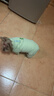 MIKI PAD狗狗衣服秋冬季狗狗羽絨服保暖四腳寵物棉服新款小型幼犬加絨加厚 【云朵輕棉服】綠/可牽引 XL胸圍47cm（按照胸圍購買(mǎi)/參考體重8.5-12斤） 曬單實(shí)拍圖