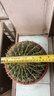 超大金琥仙人球盆栽綠植多肉植物仙人掌花卉室內外凈化空氣 直徑18-20厘米 曬單實(shí)拍圖