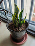 佰花錦金邊虎皮蘭盆栽好養常青綠植好養矮腳花卉室內客廳辦公室耐旱 6顆精品金邊虎皮蘭裸根 整體高度約25-35cm 曬單實(shí)拍圖