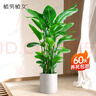 植男植女天堂鳥(niǎo)客廳辦公室內好養落地大盆栽真綠植物吸甲醛凈空氣源頭直發(fā) 曬單實(shí)拍圖