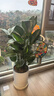 臨雅特級天堂鳥(niǎo)盆栽大型辦公室內客廳書(shū)房新房高級感大葉綠植物吸甲醛 【旗艦款】天堂鳥(niǎo)1.2-1.4米+自動(dòng)吸水盆 曬單實(shí)拍圖