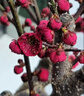 JCZS梅花盆栽樹(shù)苗老樁盆景陽(yáng)臺庭院原生紅梅大花濃香花卉耐寒冬季臘梅 梅花老樁盆景(粗1.5-2cm)送肥料拍下備注品種 不含盆 曬單實(shí)拍圖
