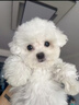 寵邁鑫純種比熊幼犬小型小體活物卷毛血統比熊犬茶杯寵物狗狗長(cháng)不大可愛(ài) 血統級 比熊 公 曬單實(shí)拍圖