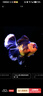 AIPHAROW精品三色瑪麗泰獅金魚(yú)活魚(yú)黑白百褶進(jìn)口F1觀(guān)賞冷淡水好養耐活冷水 7-8cm進(jìn)口精品包金百褶 1條 曬單實(shí)拍圖