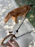 京濮飛狗狗牽引繩p繩p鏈遛狗繩子中大型犬小型犬狗鏈泰迪柴犬寵物用品 長(cháng)耳狗德里黑 1.8m(直徑1cm) 曬單實(shí)拍圖