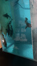 鱘魚(yú)苗觀(guān)賞魚(yú)冷水魚(yú)淡水魚(yú)名貴魚(yú)活魚(yú)魚(yú)苗清道夫魚(yú) 鱘魚(yú)10-15厘米1條 曬單實(shí)拍圖