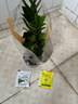 仟草集帶盆帶土 水培 金錢(qián)樹(shù)盆栽苗 象征榮華富貴 室內盆栽花卉綠植 15-25cm一盆4-5棵 曬單實(shí)拍圖