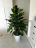 中夢(mèng)大葉綠蘿柱盆栽客廳綠植大型辦公室居家凈化空氣除甲醛好養活植物 大葉綠蘿柱1.2-1.3米+白色鉆石樹(shù)脂盆 曬單實(shí)拍圖