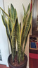 中大型金邊虎皮蘭多肉植物花卉新房辦公室虎尾蘭綠植盆栽6-8棵 虎皮蘭60-80cm高6-8棵 曬單實(shí)拍圖