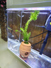 森淵好養觀(guān)賞鳑鲏淡水旁皮活體七彩觀(guān)賞魚(yú)原生群游小型除藻冷水魚(yú)高體 3-4厘米公母混搭10條包活8條 曬單實(shí)拍圖