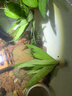 迷你九冠皇冠類(lèi)新手水草好養耐活真水草活體植物鐵皇冠魚(yú)缸活植物 迷你皇冠9支（10厘米左右）送三個(gè)杯子 曬單實(shí)拍圖