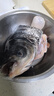 【吊水魚(yú)】鮮活花鰱魚(yú)1.5Kg/條 曬單實(shí)拍圖