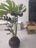 臨雅特級龜背竹客廳大盆栽老樁大葉室內大型落地綠植物高級感盆景好養 【旗艦款】提根龜背竹1-1.3m+黑色圓球盆 曬單實(shí)拍圖