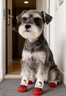 嬉皮狗（hipidog）狗狗襪子腳套軟底防滑秋冬卡通棉襪甩不掉小型犬室內外鞋襪防掉腳 德羅紅【4只裝】 M （建議體重3-7斤） 曬單實(shí)拍圖