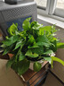 綠蘿盆栽室內植物新房家用吸除甲醛凈化空氣水培綠植花卉長(cháng)藤綠蘿 180#白色菱形吸水綠蘿12盆+澆水壺肥30包 曬單實(shí)拍圖