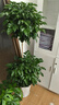 幸福樹(shù)客廳綠植物綠寶大型盆栽室內好養活發(fā)財樹(shù)四季常青吸除甲醛 【特級】雙層幸福樹(shù)1.4-1.5m【鉆石樹(shù)脂盆】 曬單實(shí)拍圖