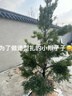 羅漢松樹(shù)苗大樹(shù)雀舌米葉迎客松老樹(shù)樁別墅庭院盆栽盆景造型大樹(shù)種 6公分粗(別墅精品造型) 其他 曬單實(shí)拍圖