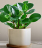 鏡綠碧玉綠植小盆栽辦公室內桌面裝飾綠化四季好養耐陰植物工位 碧玉+白蛋陶瓷盆+竹托（陶瓷） 帶盆栽好 曬單實(shí)拍圖