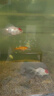 一帆風(fēng)順胭脂魚(yú)苗活體淡水養殖招財風(fēng)水魚(yú)新手好養耐活魚(yú)缸清潔工具魚(yú)清道夫冷水觀(guān)賞魚(yú) 3條6-8厘米胭脂魚(yú)苗【包活到家】 曬單實(shí)拍圖