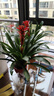 鳳梨花盆栽鴻運當頭好養活 3棵鴻運當頭+紅色菱形樹(shù)脂盆 曬單實(shí)拍圖