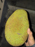 新鮮榴蓮蜜巴掌多肉小個(gè)尖蜜拉小菠蘿蜜濕包熱帶水果迷你現摘 2-2.9斤【1個(gè)】 曬單實(shí)拍圖