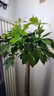 植男植女發(fā)財樹(shù)大型盆栽客廳室內真綠植辦公室開(kāi)業(yè)送禮獨桿招財樹(shù)源頭直發(fā) 曬單實(shí)拍圖