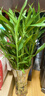 年宵花富貴竹春節水養花卉轉運竹水培植物盆栽過(guò)年裝飾年貨綠植 10枝-65cm富貴竹 標準 曬單實(shí)拍圖