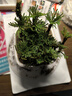 鮮活卷柏綠植盆栽九死還魂草室內四季常青盆景小葉懶人植物 一窩7-8苗   (帶原土發(fā)貨) 曬單實(shí)拍圖