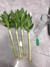 京悠雨帶根文昌竹龍竹觀(guān)音竹轉運竹富貴竹植物水養客廳室內盆栽水培綠植 龍竹-45厘米-4支(文曲顯達金榜題名) 不含盆 曬單實(shí)拍圖