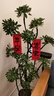 愛(ài)優(yōu)尚特級造型鴨腳木客廳大盆栽八方來(lái)財室內落地大型綠植高端源頭直發(fā) 曬單實(shí)拍圖