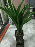 愛(ài)優(yōu)尚精品墨蘭盆栽蘭花富貴花卉辦公室內客廳桌面植物源頭直發(fā) 曬單實(shí)拍圖
