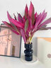 花翁 水培綠植物招財轉運室內水養花卉盆栽紫竹70-80cm10棵源頭直發(fā) 曬單實(shí)拍圖