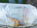 純種錦鯉精品冷水魚(yú)大型昭和招財錦鯉魚(yú)池養殖庭院觀(guān)賞魚(yú)錦鯉 （陸續添喜）27-30cm隨機6條 精 曬單實(shí)拍圖