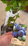 虹越（HONGYUE）藍莓果苗盆栽苗 南方北方庭院陽(yáng)臺種植果樹(shù)苗HN 【南北可種】“一號藍莓”1加侖 曬單實(shí)拍圖