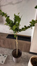香水檸檬樹(shù)大型盆栽綠植客廳室內好養花卉盆栽水果樹(shù)四季好養植物 檸檬樹(shù)1.2-1.4m 原盆（需自行配盆） 曬單實(shí)拍圖