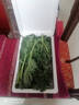 羽衣甘藍新鮮生鮮蔬菜嫩葉甘蘭芥藍西餐沙拉榨汁減肥減脂 羽衣甘藍閨蜜2斤裝 曬單實(shí)拍圖