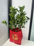植導引力金桔樹(shù)盆栽帶果四季小橘子樹(shù)苗室內客廳桌面年宵花卉招財綠植年桔 四季桔+紅色牛皮紙袋+新年掛飾 曬單實(shí)拍圖