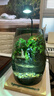 丘辰苔蘚微景觀(guān)養魚(yú)生態(tài)瓶diy辦公室內桌面綠植擺件花卉盆栽生日禮物 翠微香（香薰底座） 曬單實(shí)拍圖