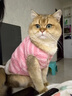 E7 生活寵物馬甲雙面毛絨貓咪衣服狗冬裝新年保暖背心加絨可愛(ài)幼貓防掉毛 粉色L（6-8.5斤） 曬單實(shí)拍圖