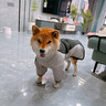 skingcond邊牧犬服狗狗沖鋒衣秋冬季保暖中大型犬棉服可牽引狗狗金毛松獅 灰黑色 2XL【21-35斤】 曬單實(shí)拍圖