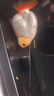 森悠（SARYOR）蘭壽金魚(yú)活魚(yú)小型國粹精品冷水魚(yú)好養招財潘氏奶牛玉兔水墨觀(guān)賞魚(yú) 混搭中號蘭壽 6-8CM3條 曬單實(shí)拍圖